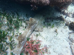 Orectolobus maculatus