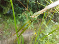 Tenodera aridifolia