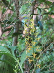 Cephalantheropsis obcordata