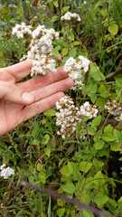 Stevia