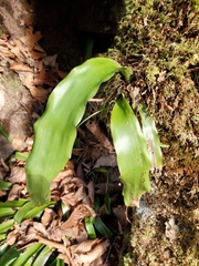 Carex fraseriana