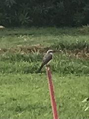 Tyrannus albogularis