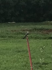 Tyrannus albogularis