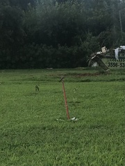 Tyrannus albogularis