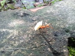 Acromyrmex octospinosus