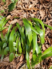 Carex fraseriana