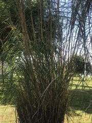 Miscanthus floridulus