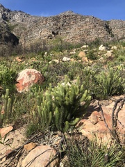 Phylica pubescens