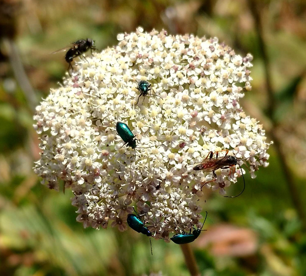 Scelolyperus sericeus