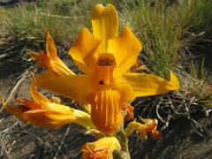 Chloraea gavilu
