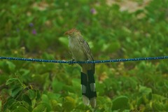 Guira guira