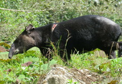 Tapirus pinchaque