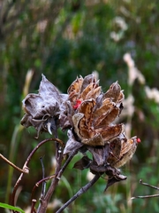 Dysdercus suturellus