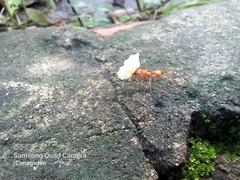 Acromyrmex octospinosus