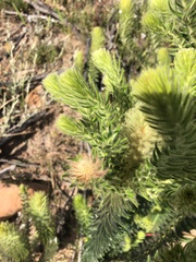 Phylica pubescens