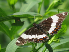 Limenitis arthemis rubrofasciata
