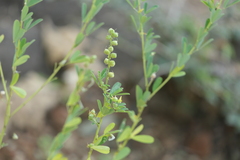 Crotalaria medicaginea