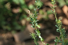 Crotalaria medicaginea