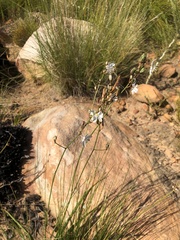 Chlorophytum graminifolium