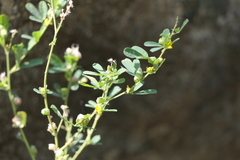 Crotalaria medicaginea