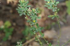 Crotalaria medicaginea