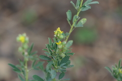 Crotalaria medicaginea