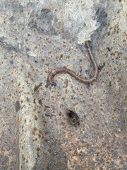 Lumbricus