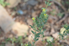 Crotalaria medicaginea