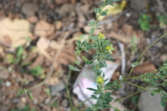 Crotalaria medicaginea