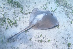 Trygonoptera testacea