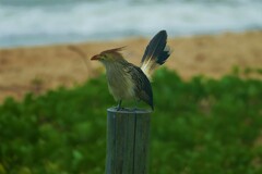 Guira guira