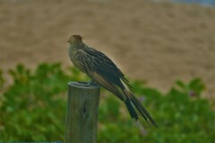 Guira guira