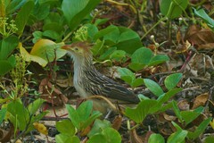 Guira guira