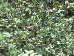 Prosopis reptans