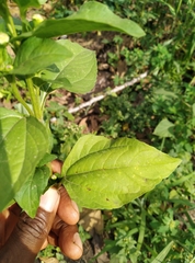 Synedrella nodiflora