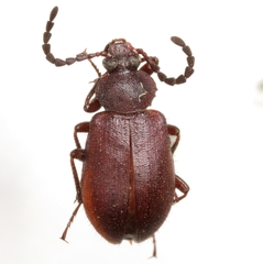 Lystronychus championi