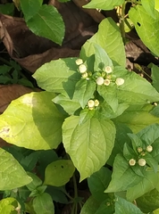 Synedrella nodiflora