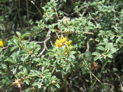 Prosopis reptans