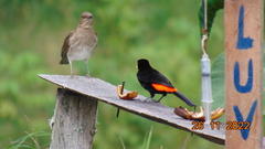 Ramphocelus flammigerus flammigerus