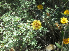 Prosopis reptans