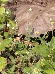 Junonia oenone oenone