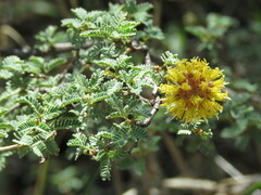 Prosopis reptans