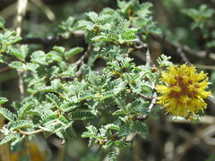 Prosopis reptans