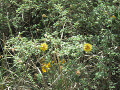 Prosopis reptans
