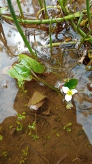 Alisma plantago-aquatica