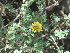 Prosopis reptans