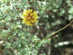 Prosopis reptans