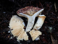 Russula integra