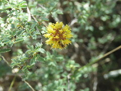 Prosopis reptans