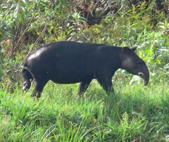Tapirus pinchaque